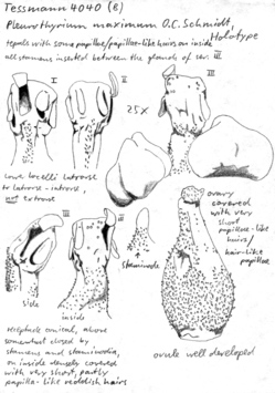 Vorschaubild Pleurothyrium maximum O.C. Schmidt